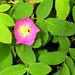 Wild Alaskan rose