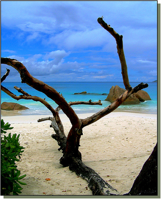 Seychelles : qui l'autore di tanta bellezza è : 'la natura'