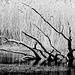 branches in B/W