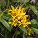 Dendrobium spec. / Hybr. - 2015-01-11--D4_DSC9232