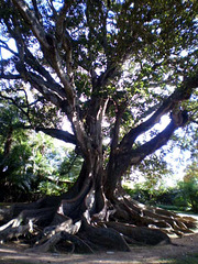 Bengal fig tree.