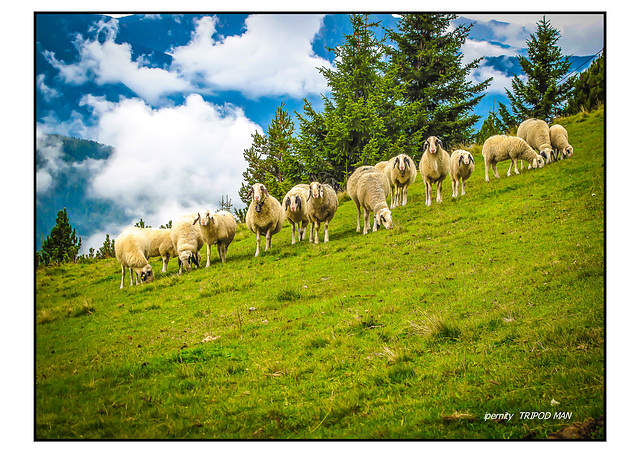 Grasende Schafe bei Bozen
