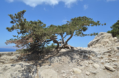 Rhodes, The Monolithos Castle, Tree Growing on the Wall