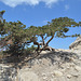 Rhodes, The Monolithos Castle, Tree Growing on the Wall