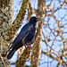 Der Kolkrabe (Corvus corax) hat alles im Blick :))  The common raven (Corvus corax) has everything in view :))  Le grand corbeau (Corvus corax) a tout en vue :))