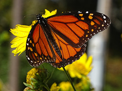 Monarch Saturday ! ~ Monarch butterfly (Danaus plexippus)10-10-2015