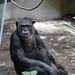 Schimpansenmann Epulu (Grüner Zoo Wuppertal)