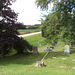 Cimetière wisconsinien / Wisconsing cemetery
