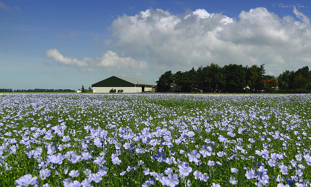 Overview from a Flax field...