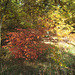 Herbstfarben im Mischwald