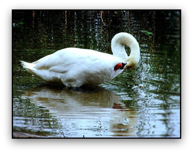 Hattyú  Swan
