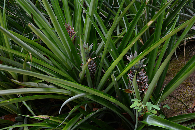 Venezuela, Wild Pineapples in the Jungle