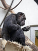 Schimpansenmann Epulu (Grüner Zoo Wuppertal)