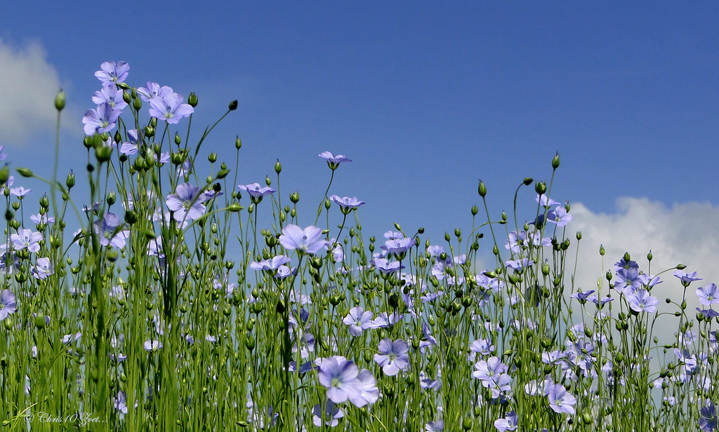 Flax against the blue Sky...