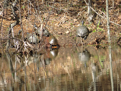 Painted turtles sunbathing by the pond