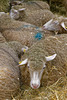 Les moutons (4)