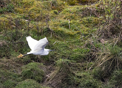 Little Egret in Flight