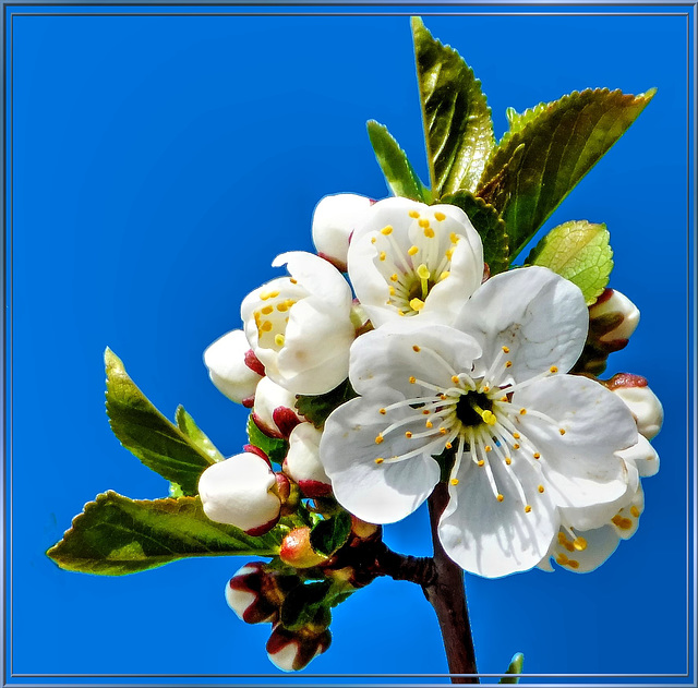 Kirschblüten 1. ©UdoSm