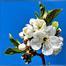 Kirschblüten 1. ©UdoSm