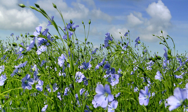 Close-up Flax...