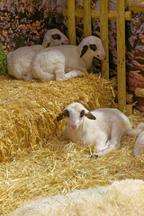 Les moutons (1)