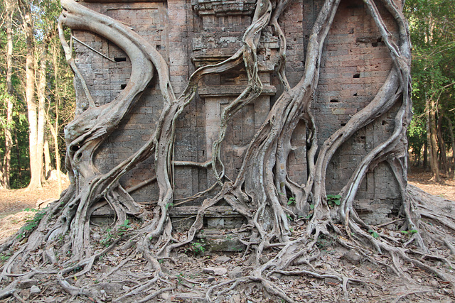 Tree roots wrapped around a temple.