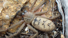 Flat-Sac Spider