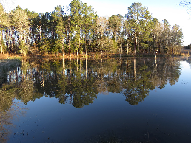 Reflections on the pond