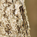 Common Winter Damselfly m (Sympecma fusca) 01-04-2011