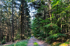 Im Wald oberhalb Bad Neuenahr
