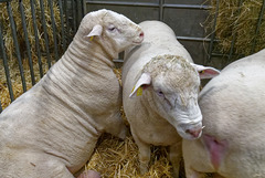 Les moutons (2)
