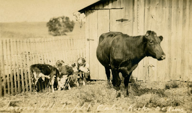 Triplet Calves, Rooks County, Kansas