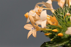 Collomia grandiflora (6)