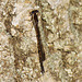 Common Winter Damselfly m (Sympecma fusca) 01-04-2011