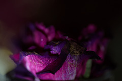 Rose32b : Purple descending into the darkness