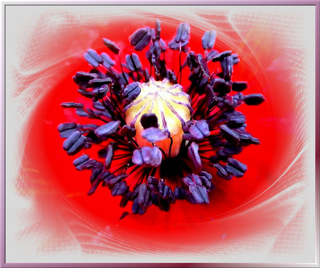 Samenkapsel einer Mohnblüte. ©UdoSm