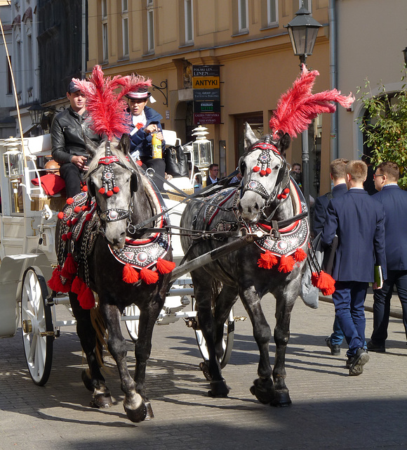 Krakow- Dalmatian Horses