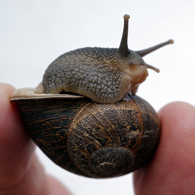 Friendly snail