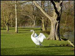 swan in the park