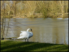 swan by the Cherwell