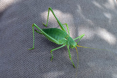 Gafanhoto, Grasshopper