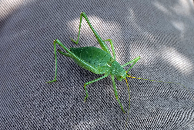 Gafanhoto, Grasshopper