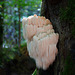 Ein Pilzgigant - A mushroom giant - PiP