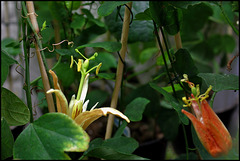 Passiflora aurantia (1)