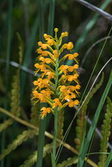 Platanthera cristata (Crested Fringed orchid)