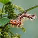 Raupe vom C-Falter: Ganz schön dornig - Caterpillar of the comma: Quite thorny