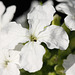 Honesty (Lunaria biennis)