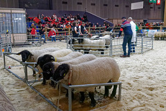 Les moutons (5)
