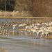 Sandhill cranes and assorted ducks