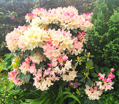 Rhododendron, for Keith, in answer to his question!